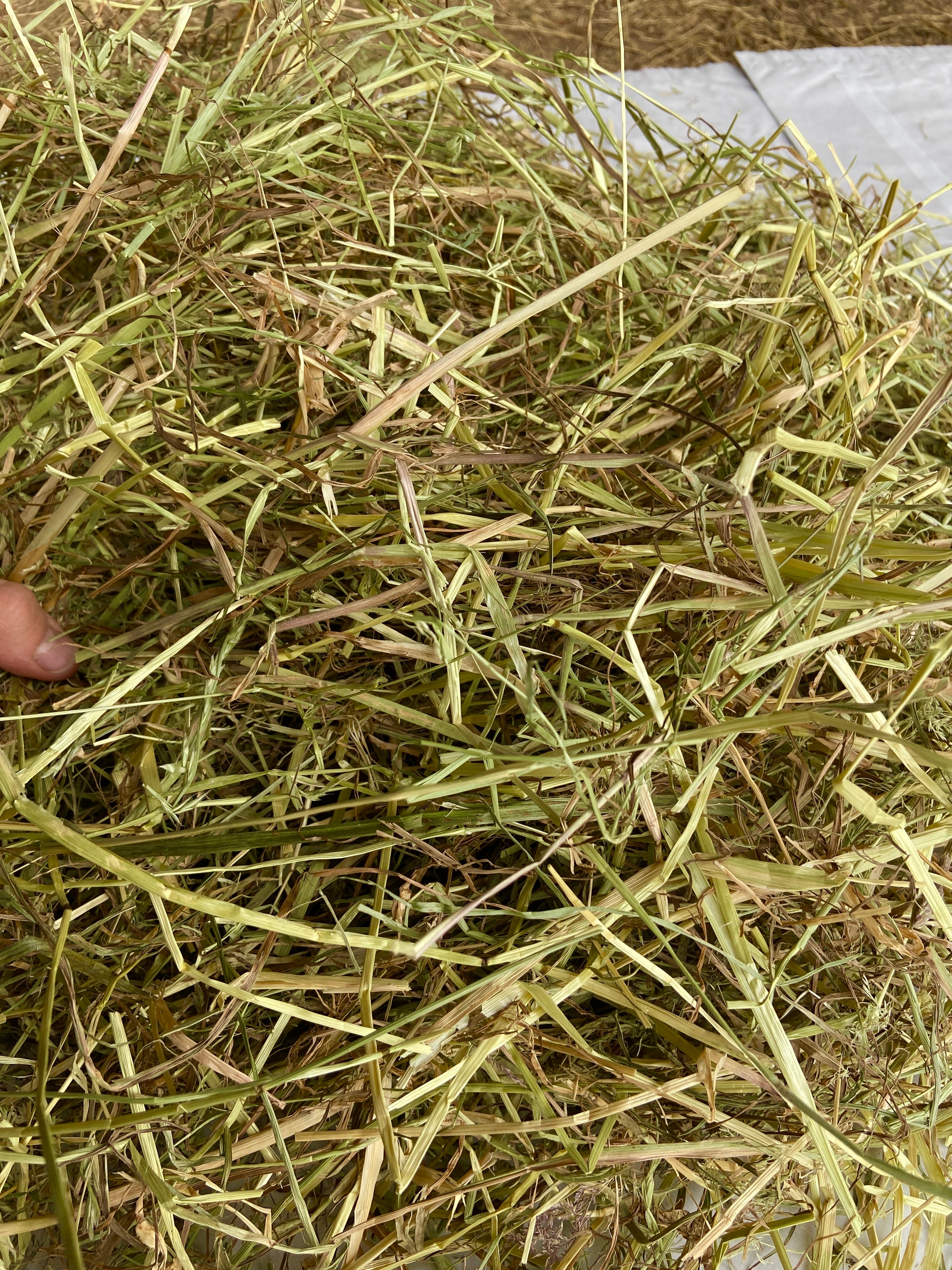 Foin Bio de Vendée en toile de jute
