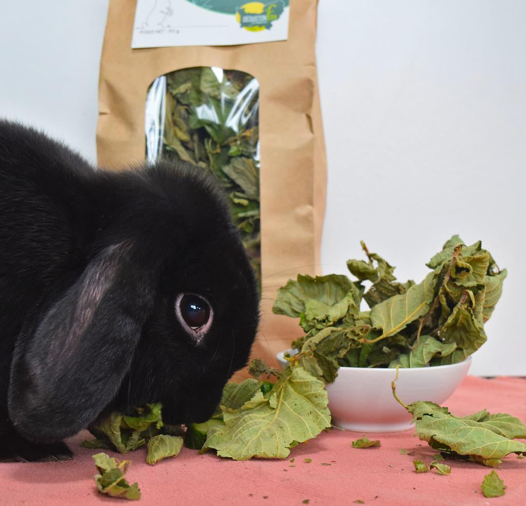 Feuilles de noisetier pour lapins et rongeurs - 50g