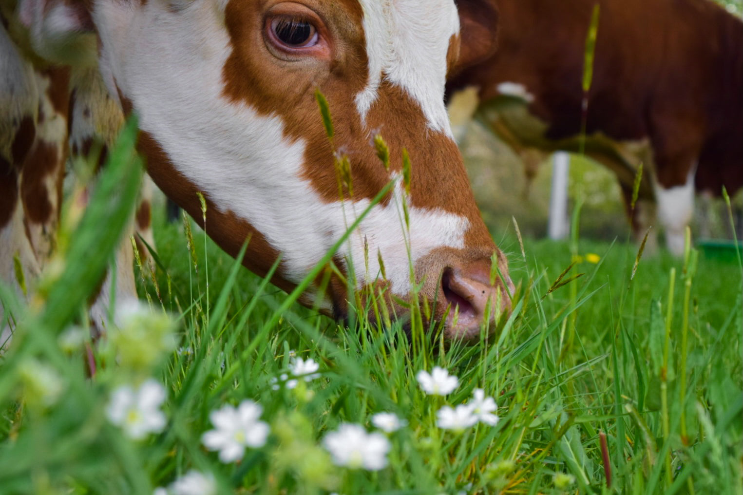 Vache mangeant