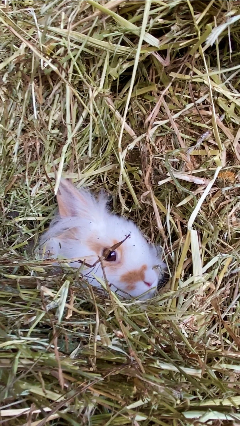 Foin Bio de Vendée en carton